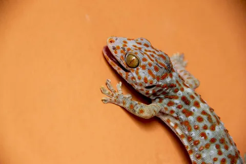 Tokek Makin Betah di Permukiman: Adaptasi Cepat di Tengah Alih Fungsi Lahan