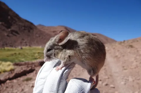 Tikus Daun Andes: Mamalia Paling Tangguh yang Hidup di Puncak Gunung Beracun