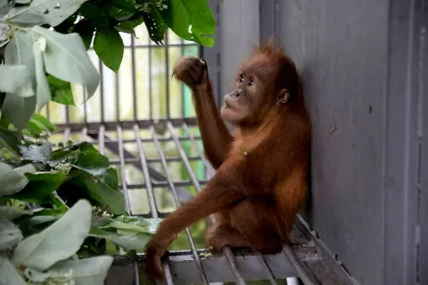 Populasi Orangutan Sumatera Anjlok 19,5% dalam 12 Tahun: Deforestasi dan Perburuan Jadi Biang Kerok