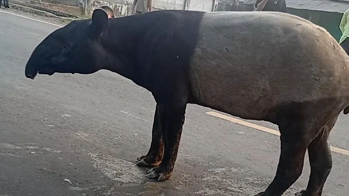Pemburu Tapir di Lampung Masih Buron, Polisi Kejar Dua Pelaku