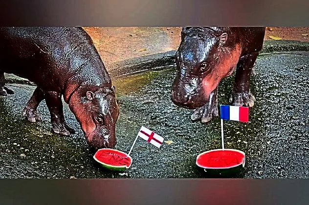 Pygmy Hippo Moo Deng Ramal Final Piala Dunia 2026: Prancis vs Inggris