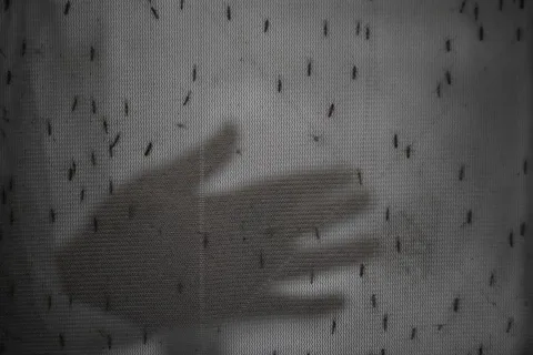 Wabah Dengue di Sri Lanka: Menteri Desak Orangtua Lindungi Anak Usia Prasekolah