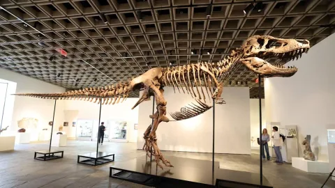Fosil T-Rex Termahal Sepanjang Sejarah, Terjual Rp800 Miliar