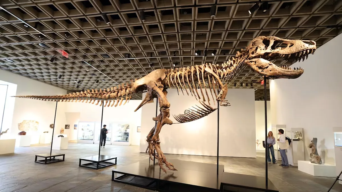 Fosil T-Rex Termahal Sepanjang Sejarah, Terjual Rp800 Miliar