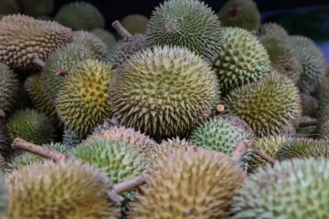 Lonjakan Ekspor Durian Vietnam ke China: Petani Menuai Berkah, Ekonomi Regional Terdongkrak