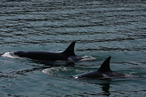 Tragedi Orca Tahlequah: 17 Hari Menggendong Anak Mati, Simbol Kepunahan yang Mendekat
