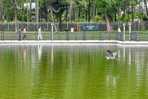 Ikan Lele Siam Invasif Terlepas di Danau Shah Alam: Panitia Festival Meminta Maaf