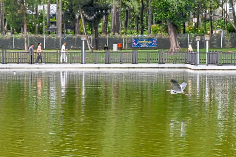 Ikan Lele Siam Invasif Terlepas di Danau Shah Alam: Panitia Festival Meminta Maaf