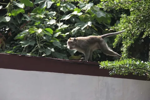 Sabut Kelapa, Jalan Damai Petani Simeulue dengan Monyet Ekor Panjang