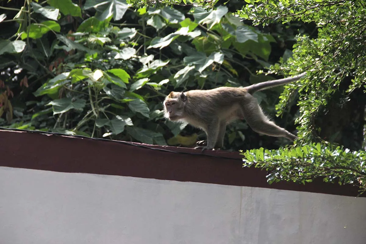 Sabut Kelapa, Jalan Damai Petani Simeulue dengan Monyet Ekor Panjang