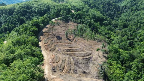 Hutan Gorontalo Utara Tergerus, Petani Jadi Korban: Banjir dan Gagal Panen Meningkat