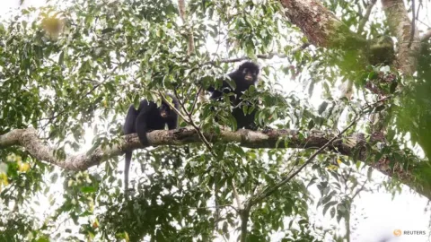 Spesies Monyet Baru Ditemukan di Kongo, Hanya Kelima dalam 75 Tahun