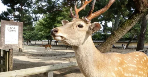 Populasi Rusa Nara Park Tembus Rekor, Makanan Sembarangan Jadi Biang Kerok