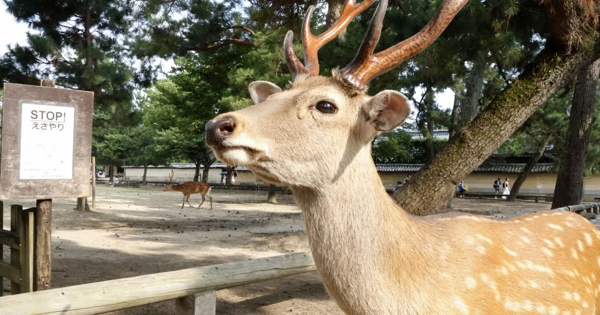 Populasi Rusa Nara Park Tembus Rekor, Makanan Sembarangan Jadi Biang Kerok