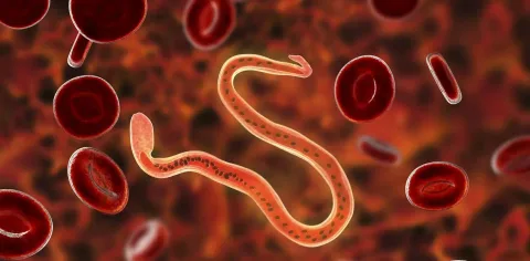 Evolusi Parasit di Era Antroposen: Ancaman Baru yang Tak Bisa Diabaikan