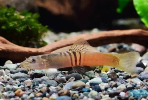 Ilmuwan Laos Temukan Lima Spesies Ikan Baru di Cekungan Mekong