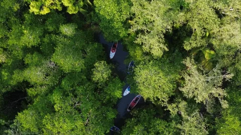 Di Balik Ancaman Terminal Migas, Warga Soropia Kembalikan Mangrove dari Abrasi