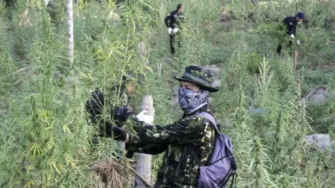 Satgas TNI Temukan 5.000 Batang Ganja di Yahukimo, Ladang Tersembunyi di Pegunungan Papua