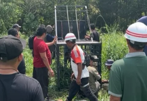 Harimau Sumatera Kembali Memakan Korban di Riau, BBKSDA Pasang Perangkap dan Kamera