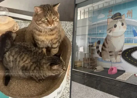 Bandara di China Viral Usai Adopsi Kucing Liar Jadi ‘Petugas Pengendali Tikus’