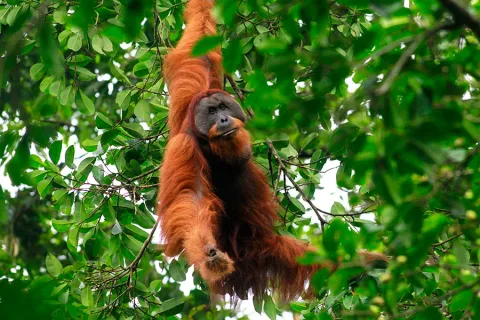 Orangutan Sumatera di Ambang Kehilangan Rumah: Perkebunan dan Perburuan Mempercepat Kepunahan