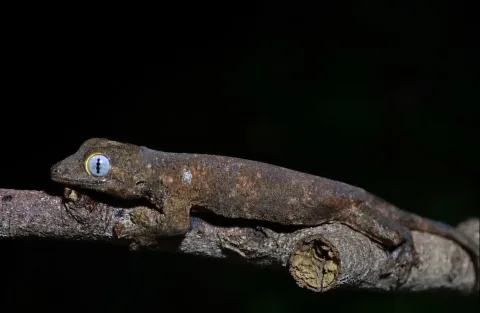 Spesies Tokek Anyar Ditemukan di Pulau Sibuyan, Filipina: Bukti Megabiodiversitas yang Terancam