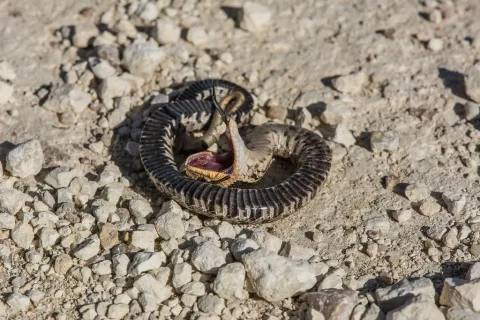 Ular Hognose Timur: Aktor Panggung Alam yang Berpura-pura Mati Demi Bertahan Hidup