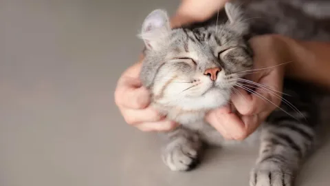 Singapura Uji Coba Batas Baru Pemeliharaan Kucing: Hingga 10 Ekor di Rumah Pribadi