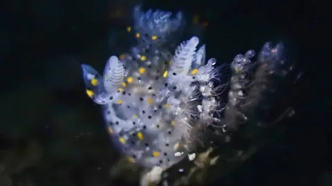 Siput Laut Mini Sebesar Biji Wijen Ditemukan di Taiwan, Bukti Banyak Spesies Laut Masih Tersembunyi