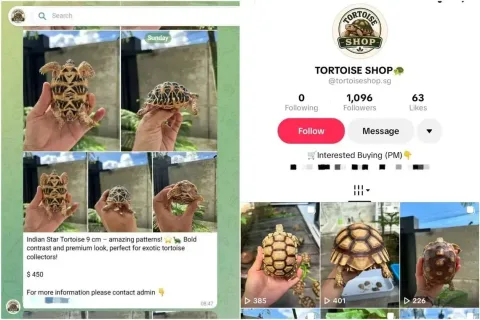 Jualan Kura-kura Langka via TikTok dan Telegram: Jaringan Ilegal di Singapura Terbongkar