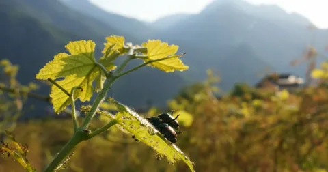 Kumbang Jepang Ancam Kebun Anggur Italia, Petani Cemas Produksi Anjlok