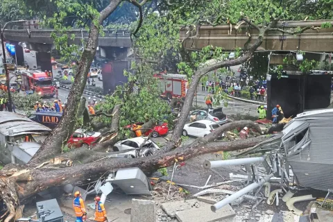 275 Pohon di Ampang Jaya Dipangkas: Antara Keselamatan Publik dan Pelestarian Lingkungan