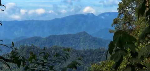 Ambisi B50 di Sumut: Kebun Sawit Sitaan Hutan Jadi Andalan, Restorasi Terabaikan