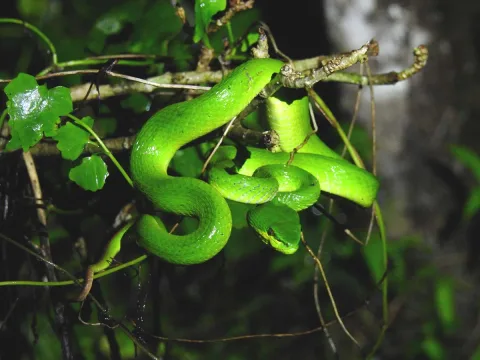 Ular Berbisa Tiga Warna Trimeresurus insularis: Kamuflase Andal di Hutan Sumbawa