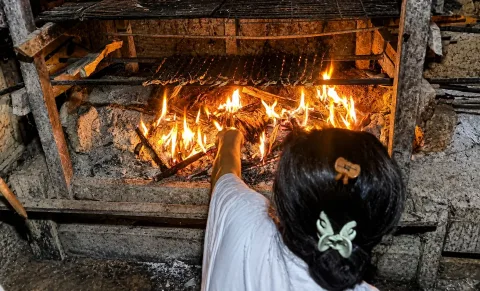 Kapurut di Ambang Punah: Saat Sagu Kalah Pamor oleh Beras di Mentawai