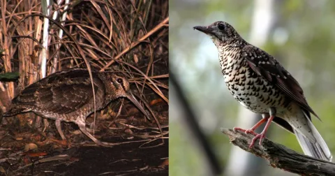 Sukses 25 Tahun: Jepang Pulihkan Dua Spesies Burung Langka dari Ambang Kepunahan