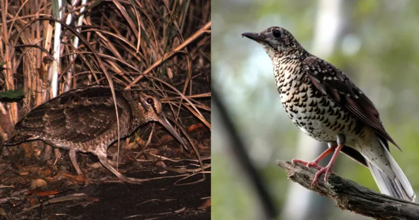 Sukses 25 Tahun: Jepang Pulihkan Dua Spesies Burung Langka dari Ambang Kepunahan