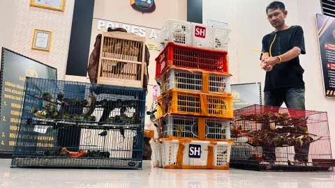 Jaringan Perdagangan Burung Langka Sumatera Terungkap: 225 Ekor Disita, Rute ke Jawa Terbongkar