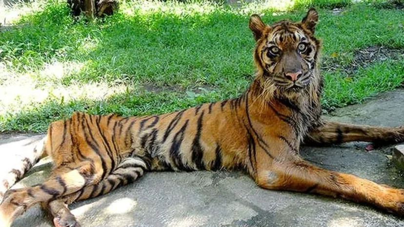 Foto Harimau Kurus Viral: Manajemen KBS Buka Suara soal Satwa Sumbangan dan Kasus Korupsi Rp10,2 M