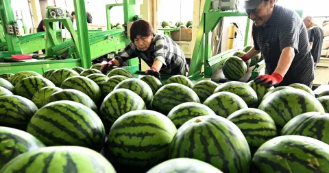 Semangka Obanazawa Mulai Dikirim, Petani Klaim Kualitas Terbaik