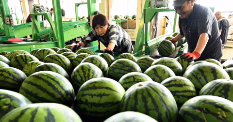 Semangka Obanazawa Mulai Dikirim, Petani Klaim Kualitas Terbaik