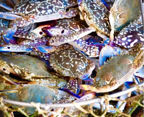 Ekspor Kepiting ke AS Terblokir, Kota Penghasil Utama di Filipina Bentuk Satgas Darurat