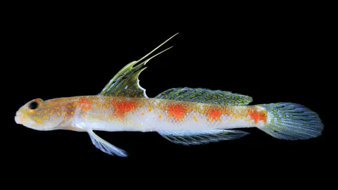 BRIN Temukan Spesies Ikan Gobi Baru dari Banyuwangi, Bukti Kekayaan Laut Indonesia