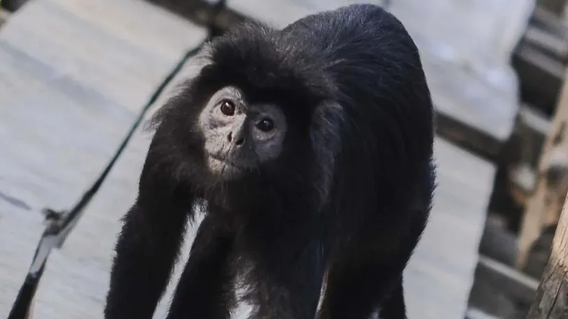 Lutung Jawa 'Momon' Diselamatkan, Kolaborasi Lintas Sektor Jadi Kunci