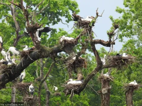 Populasi Asian Openbill Melonjak di Batuli Pokhari, Surga Bersarang Musiman yang Terancam Pestisida