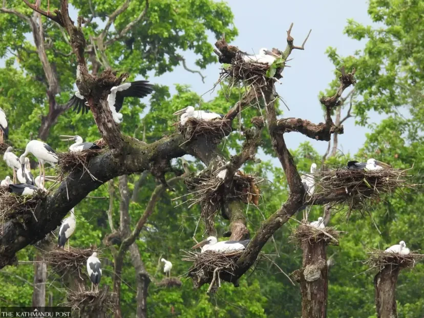 Populasi Asian Openbill Melonjak di Batuli Pokhari, Surga Bersarang Musiman yang Terancam Pestisida