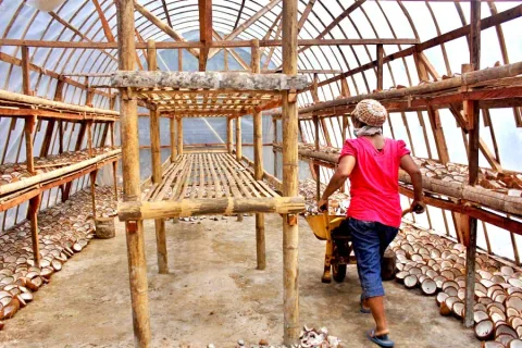 Kelapa Adonara: Menggerakkan Ekonomi Hijau dan Transisi Energi Berbasis Komunitas di Flores Timur