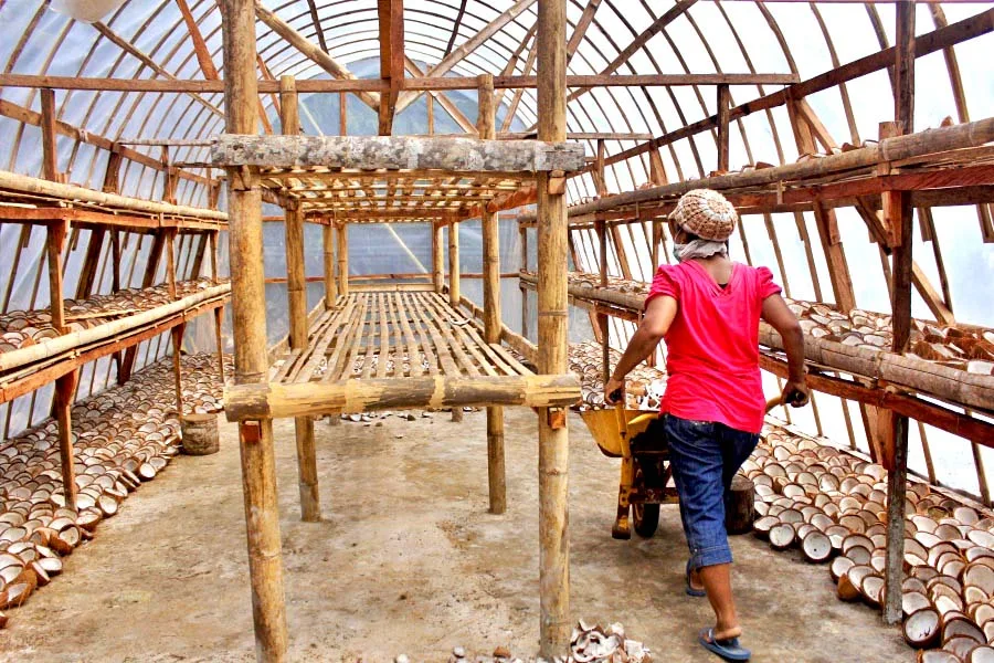 Kelapa Adonara: Menggerakkan Ekonomi Hijau dan Transisi Energi Berbasis Komunitas di Flores Timur