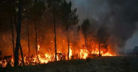 Kebakaran Hutan Eropa: Lebih dari 250.000 Jiwa Mengungsi, Api Mendekati Kota Anggur Bordeaux