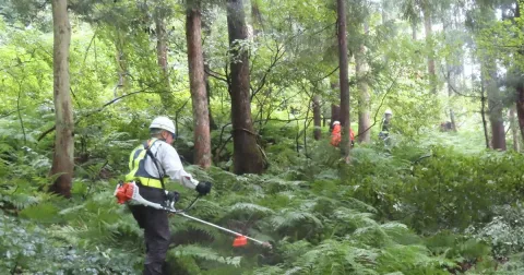 Jepang Bangun Zona Penyangga Hutan untuk Redam Konflik Manusia-Beruang: Pelajaran bagi Indonesia?